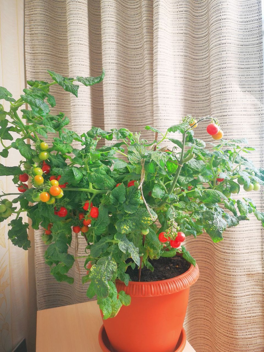 "каменный цветок" 