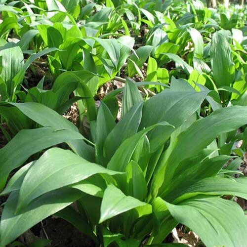 В Хакасии в основном употребляют в пищу черемшу с таким большим листом, а в Кемеровской области такая черемша идёт на заготовки на зиму. Используют для заготовок в основном только стебель черемши.