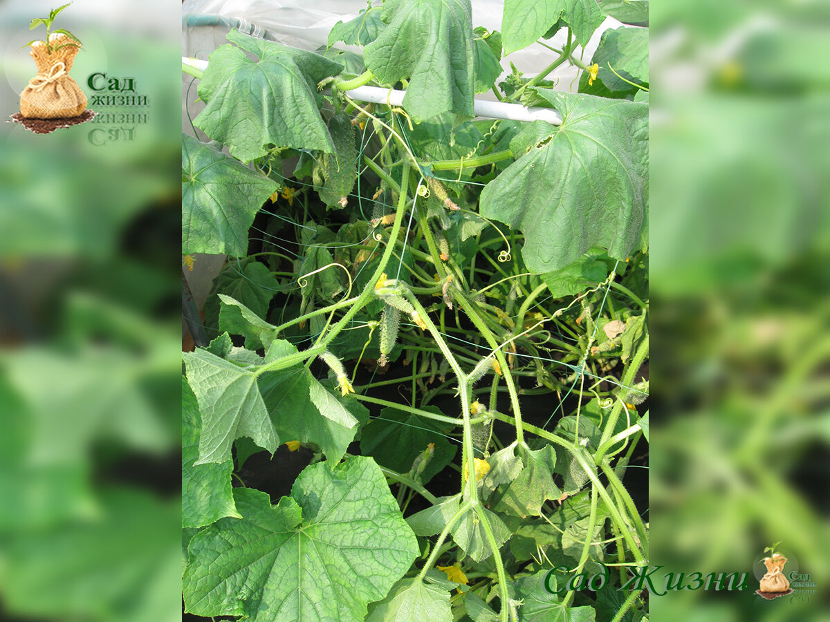 Почему не растут огурцы и кабачки