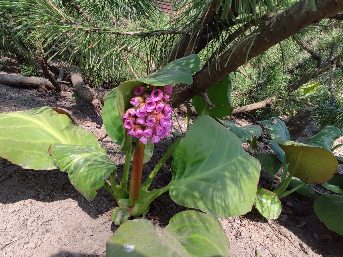 96. Бадан, 10 мая