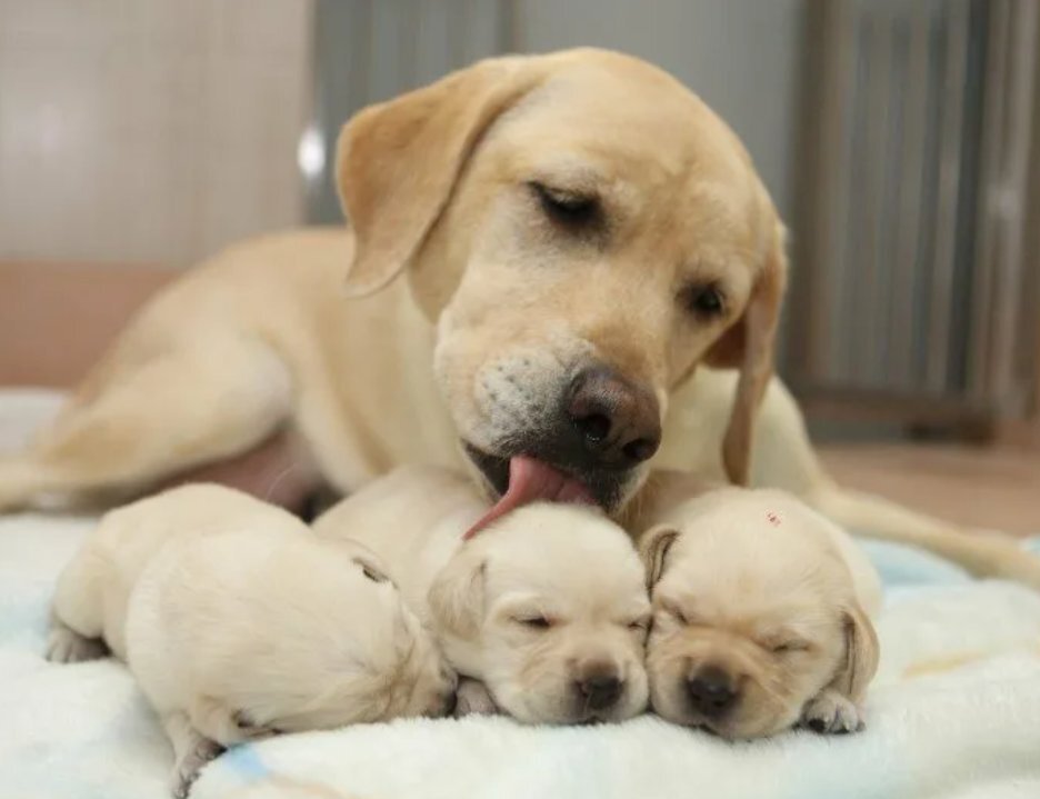 Собака заботится о щенках