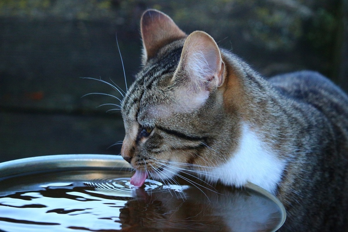 Животные пьют молоко. Кот лакает воду. Кот пьет. Кошка пьет воду. Животные пьют воду.