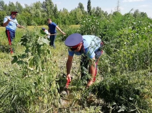    уничтожение конопли //фото: правительство Ростовской области