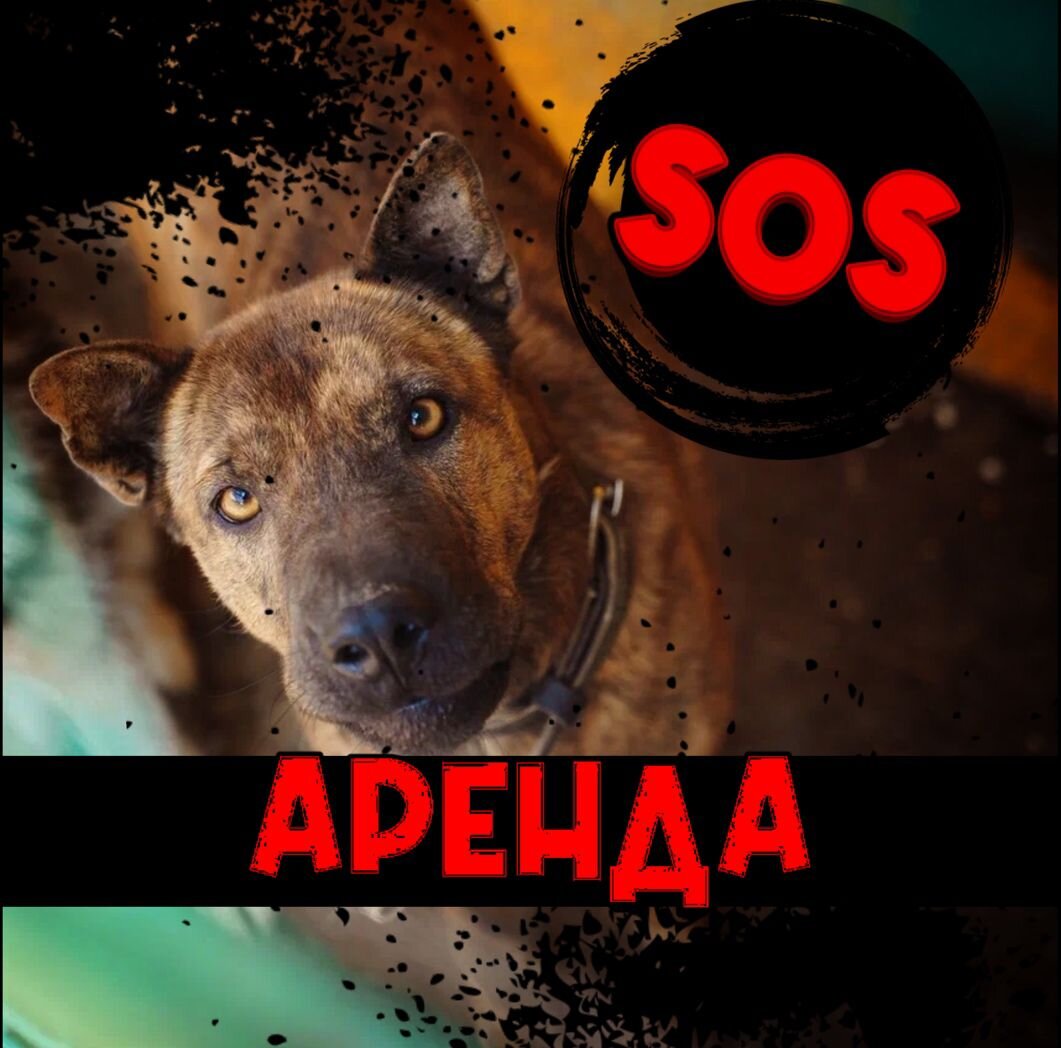 Необходимо оплатить аренду