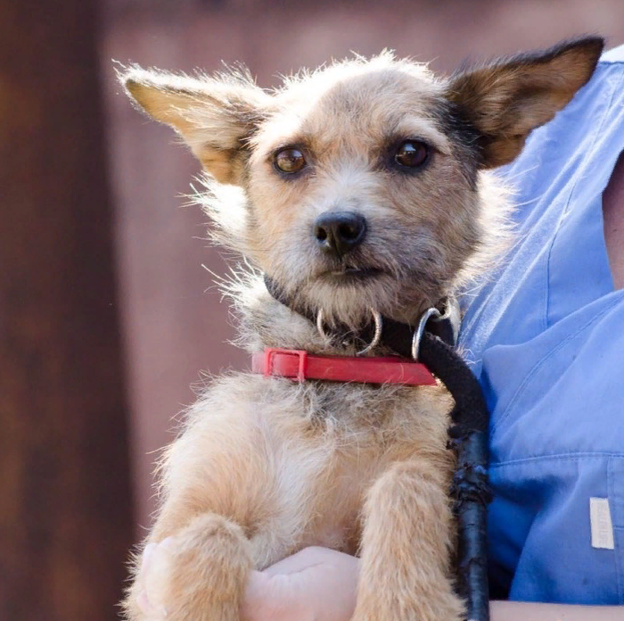 Из поиска Яндекс