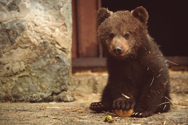Маленький Медвежонок. Бурый медведь маленький. Мишка настоящий. Настоящие медведи. Я медведь настоящий медвежонок или нет