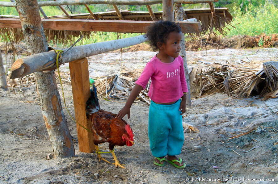 2. Достаточно крупный зверь, килограмма 3 минимум.

