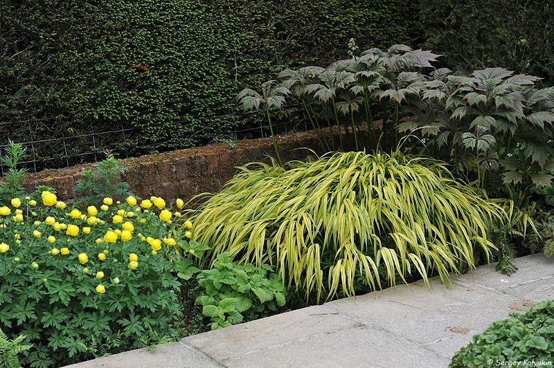 Хаконехлоа большая ‘Aureola’: фото можно листать