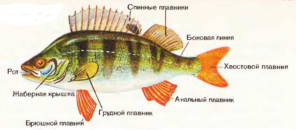 Речной окунь строение. Строение рыбы Речной окунь. Отделы тела речного окуня. Внешнее строение окуня.