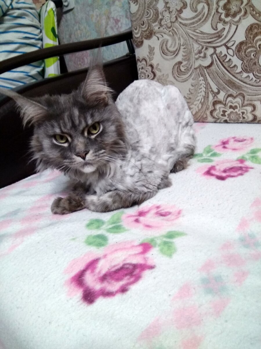 Выглядит печально-согласна)