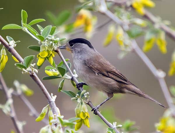 Славка черноголовая. Источник фото: wikimedia.org
