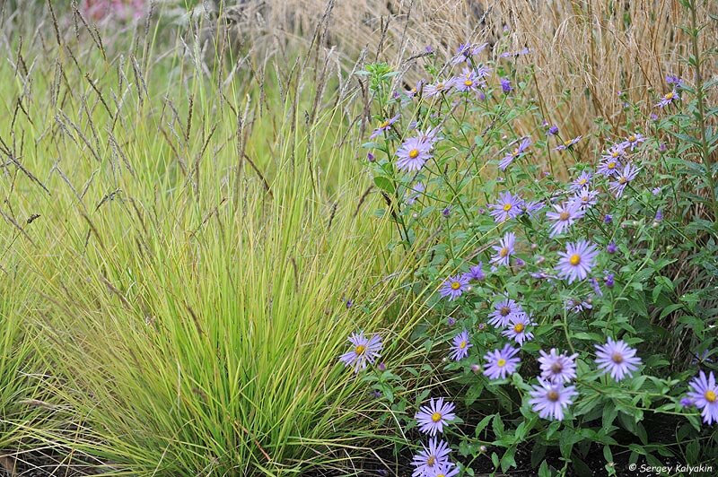 Сеслерия осенняя: фотографии можно листать