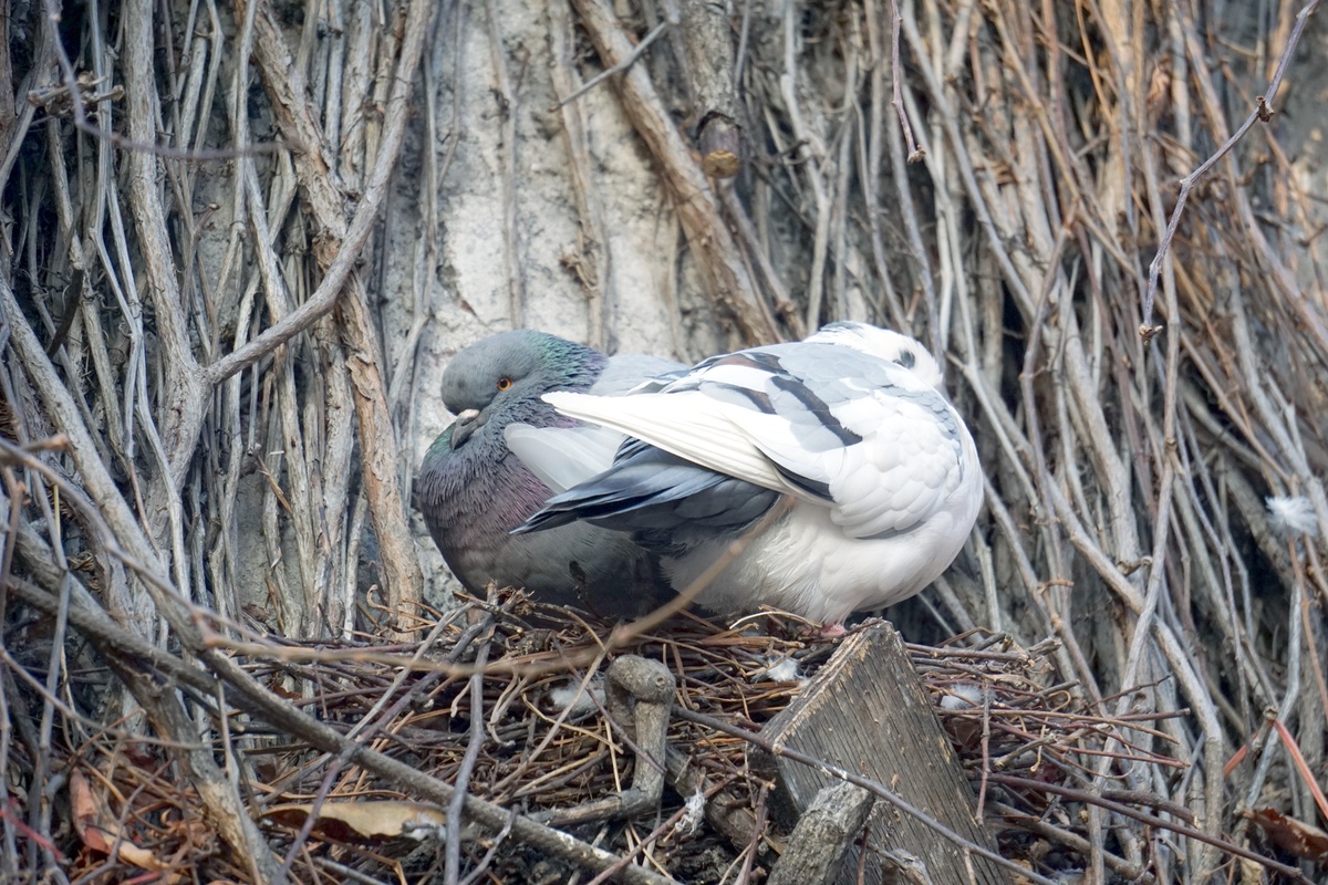 Здесь будет фото из Дюссельдорфа