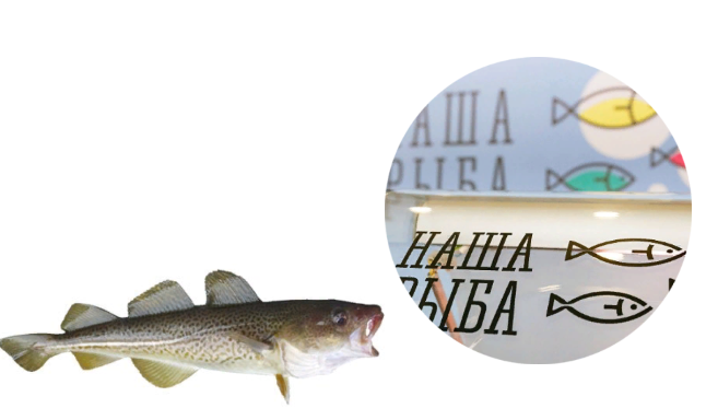 Красавица треска- народная рыба Мурманской области