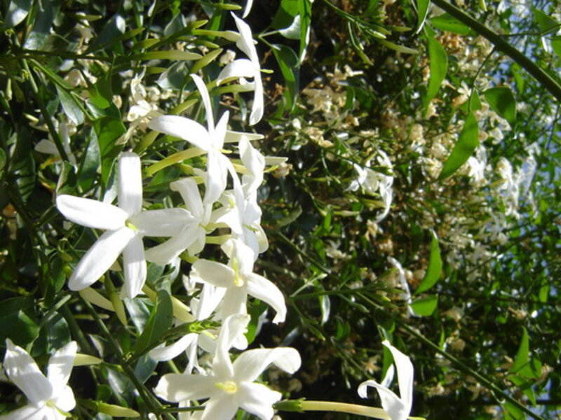 Жасмин садовый