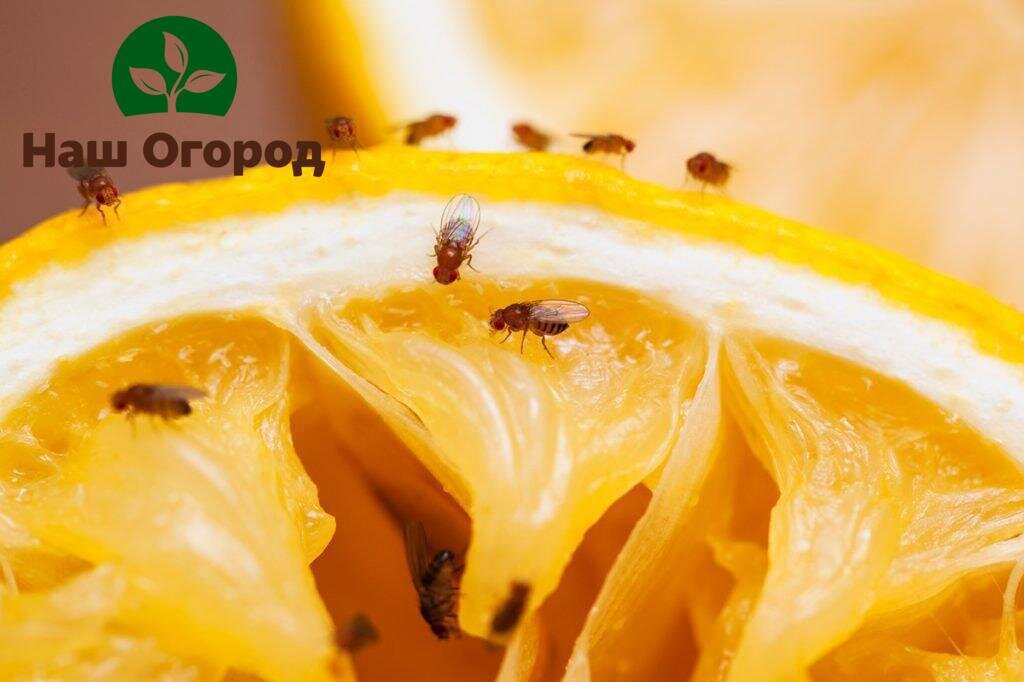 И урожай спасем и дома от неприятных последствий избавимся