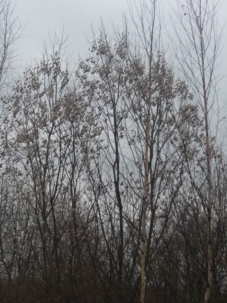 Серое на сером...