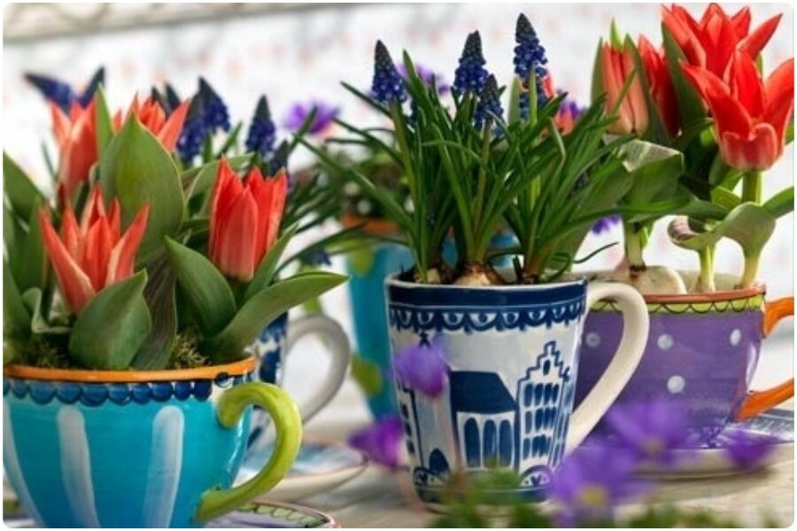 Выгонка луковичных, секреты посадки, сроки, хранение