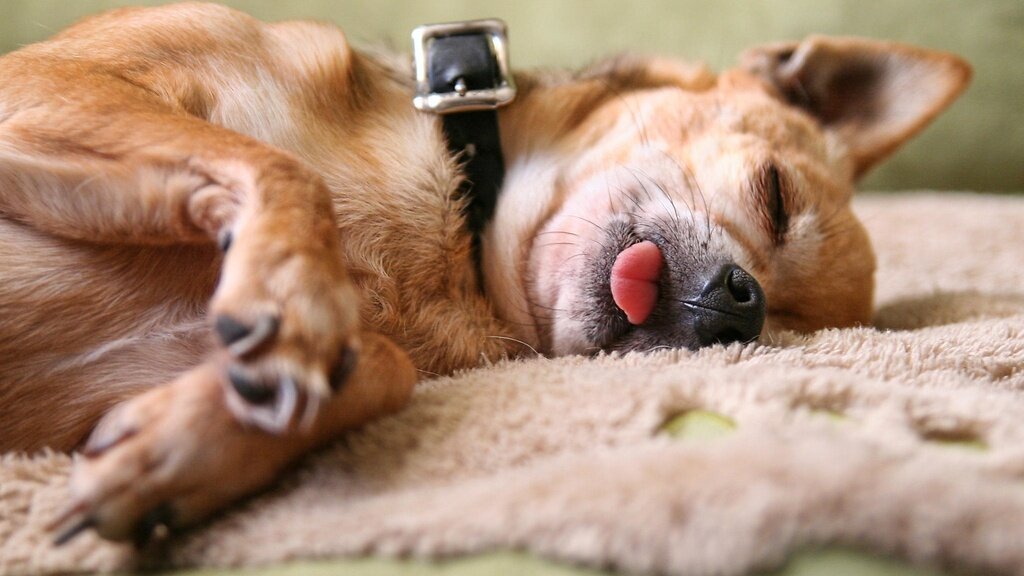 Чистая, ухоженная и в ошейнике. Очень усталая.