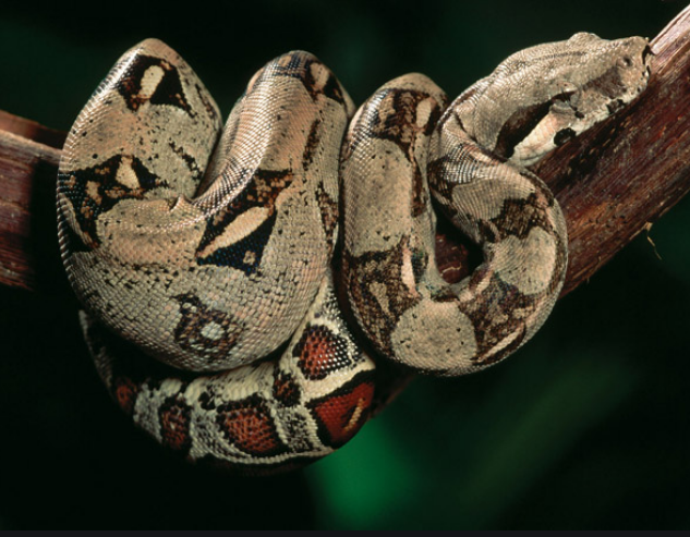 удав обыкновенный (фото yandex.ru/collections/card/5c852bf26e6d18007bd29538)