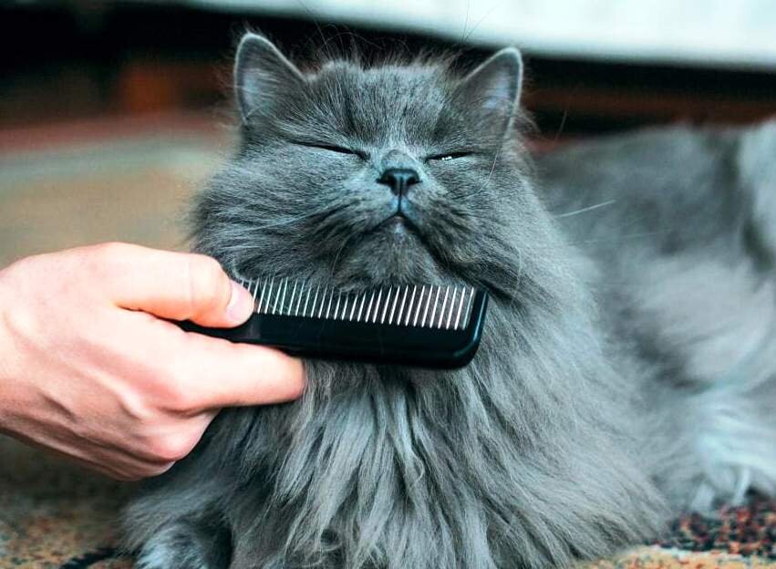 Взято с сайта https://pora-domoy.ru/kozha-i-sherst-u-koshek/