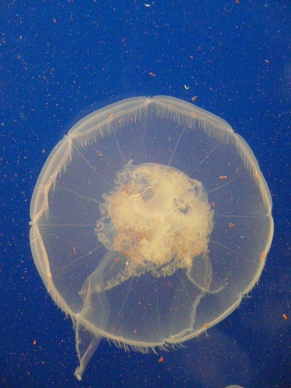 Источник: https://cdn.pixabay.com/photo/2011/02/15/11/50/jellyfish-4909_960_720.jpg