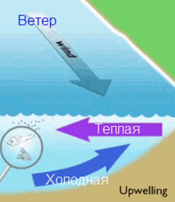 потепление и закисление океана. апвеллинг что это такое в черном море. течения в океане. апвеллинг и даунвеллинг. апвеллинг что это такое в черном море.