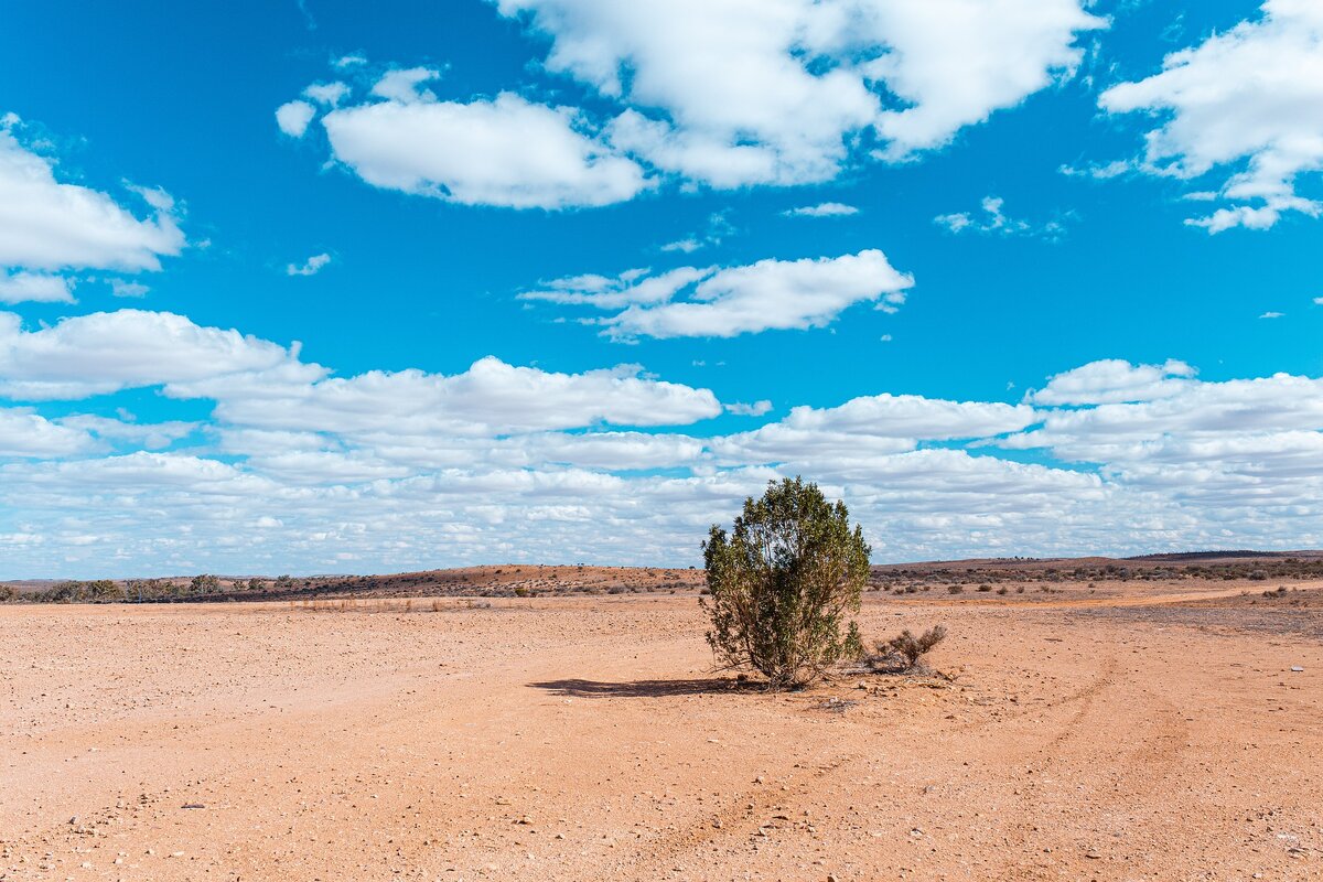 Wild australia