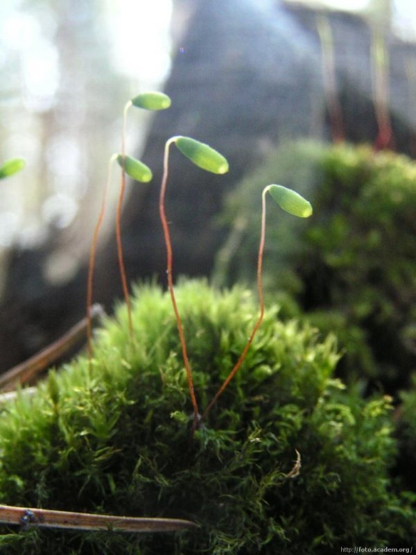 Источник: Яндекс Картинки.