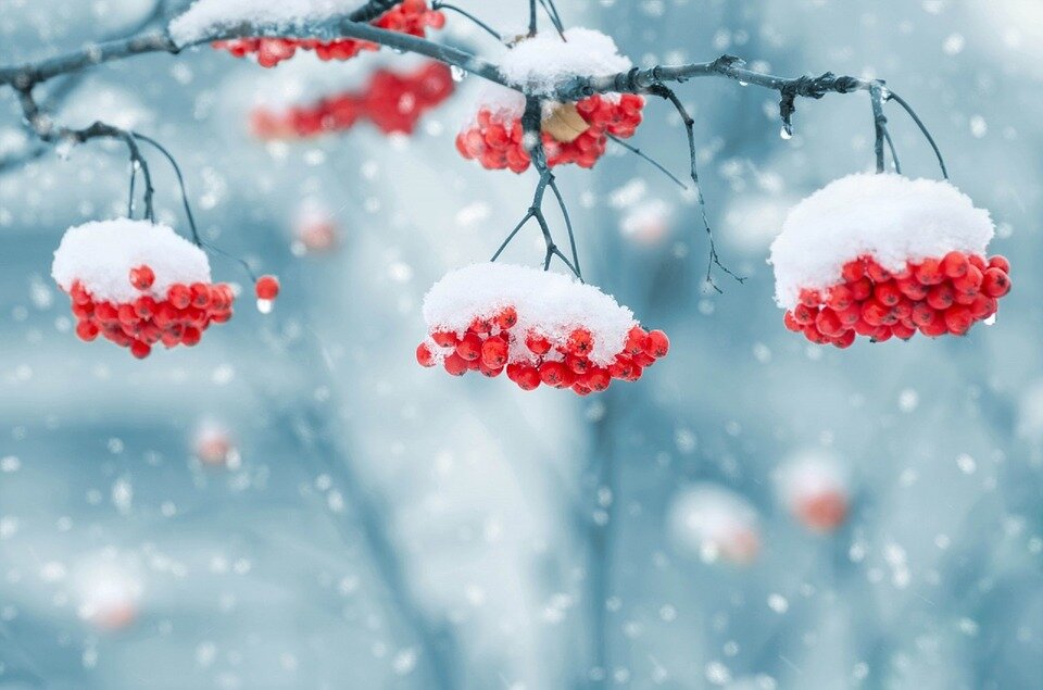Фото: pixabay.com