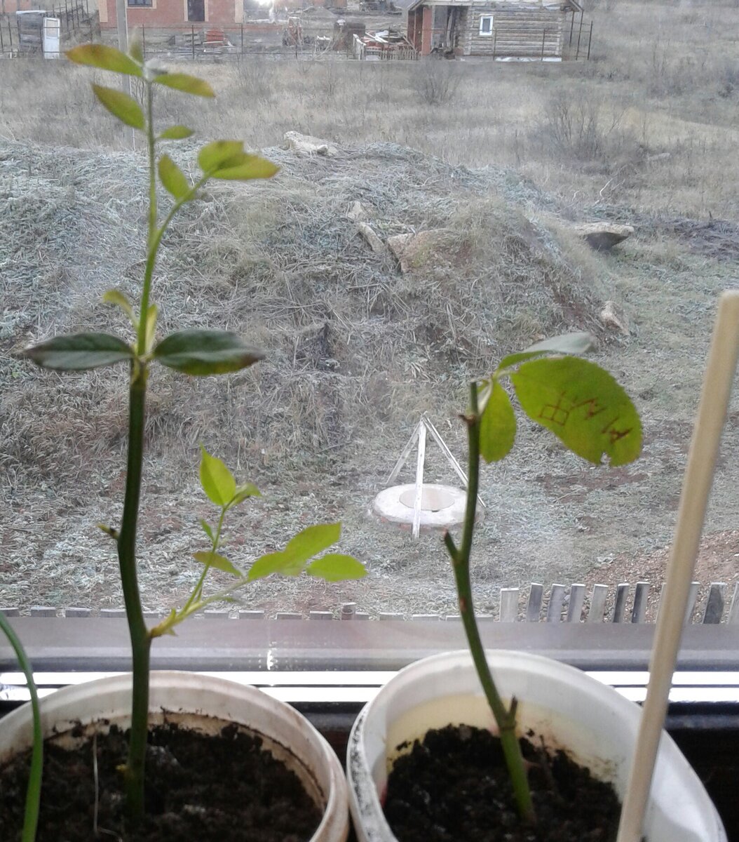 Лео ферре, чайно гибридная и фламентанц, полуплетистая 