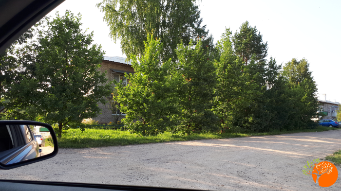 Дубы в Плеханово