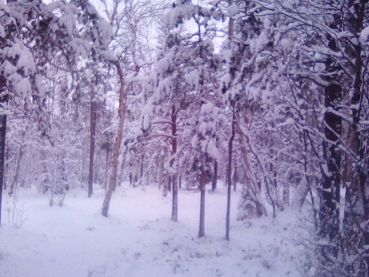Это у нас осень на севере такая!  Фото автора.