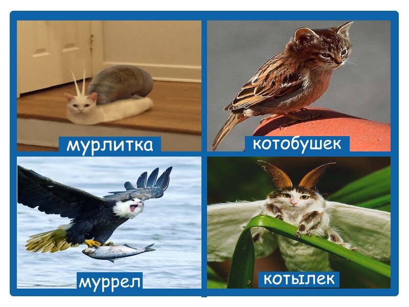 Оформление мема - "Дземчик"