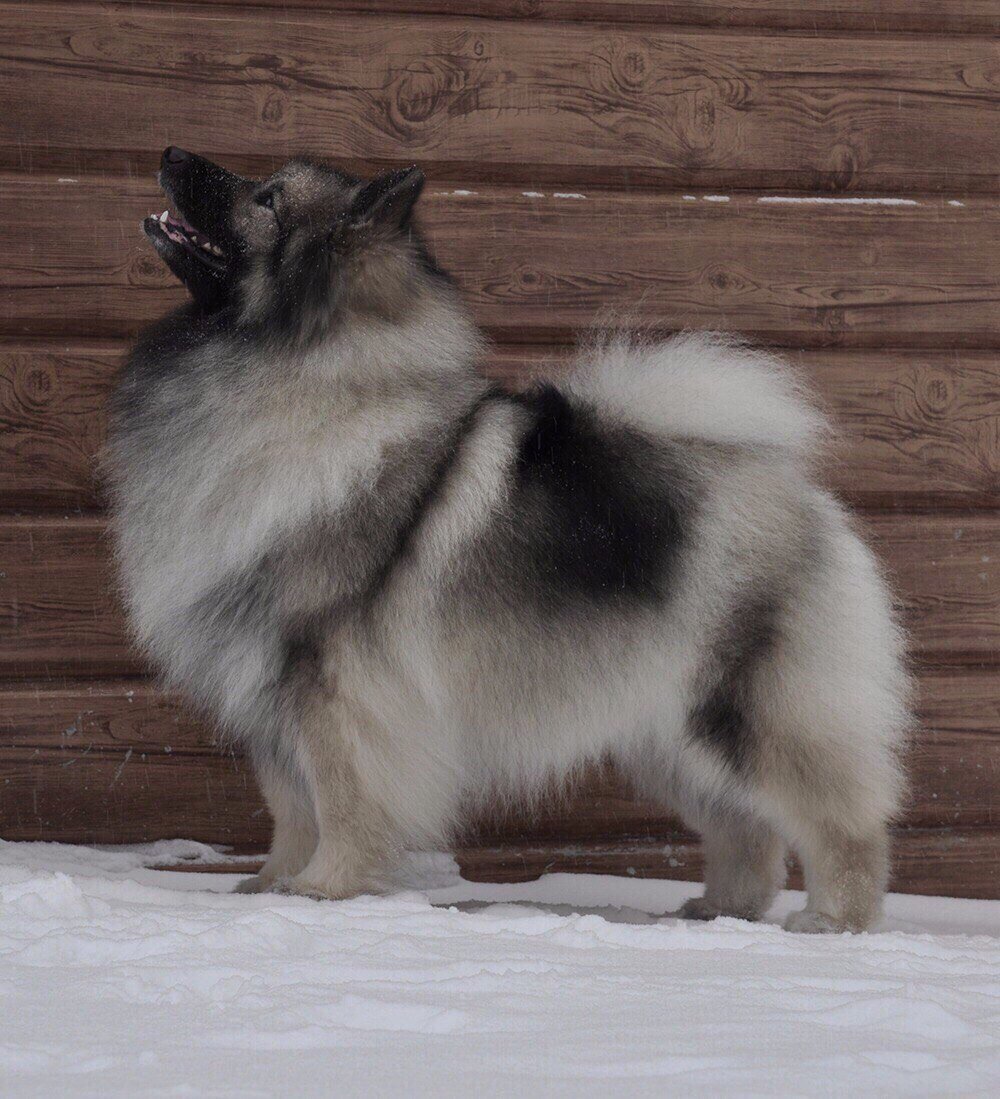 Кеесхонд зимой )