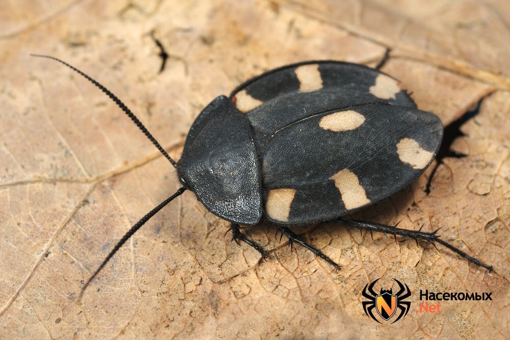 Шахматный таракан