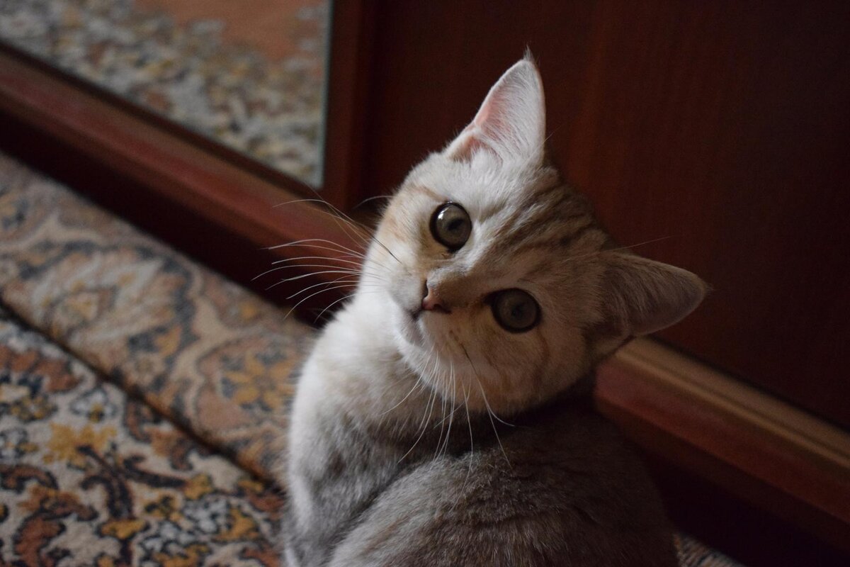 Мишка