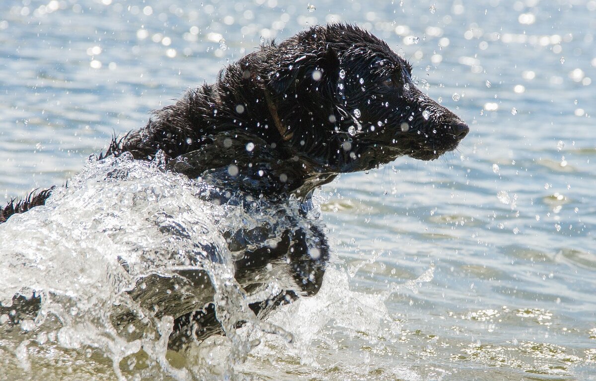 В ходе эксперимента выяснилось, что лабрадор-ретривер (labrador retriever), к примеру, чтобы избавиться от лишней жидкости вертит туловищем с частотой 4,3 герца (фото Gatech).