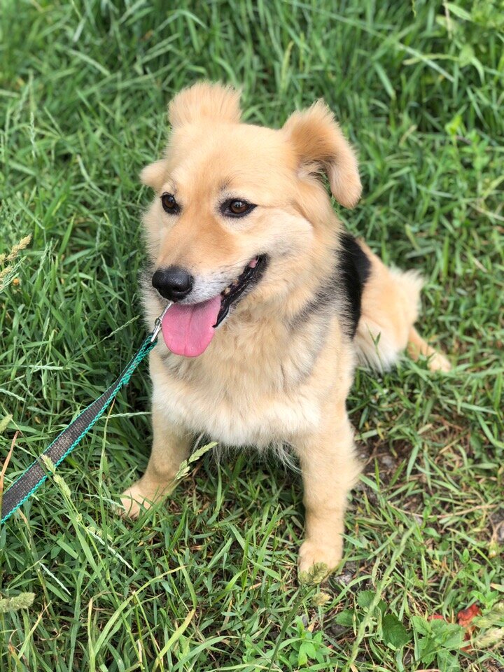 Ляля, приют солнцево