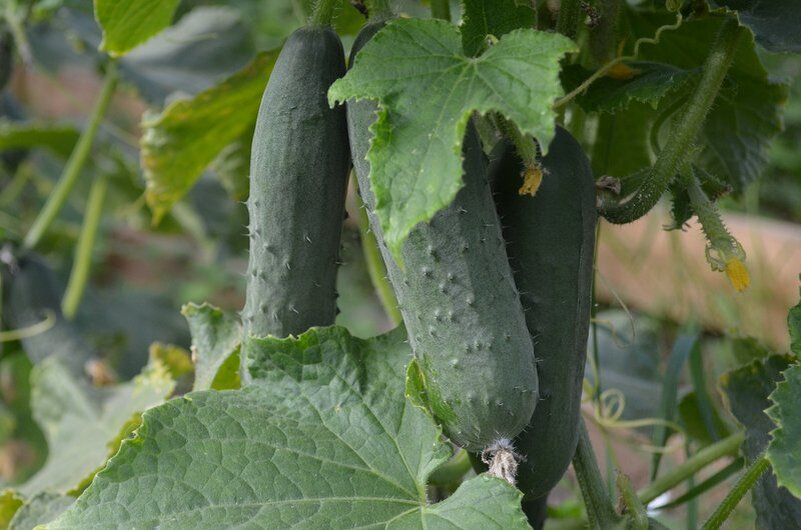 Очень вкусные огурцы в теплице.