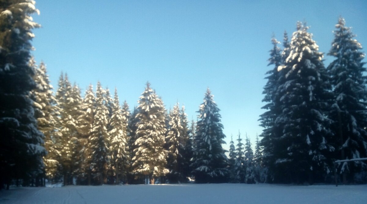 Личное фото. 26.12.2019г.