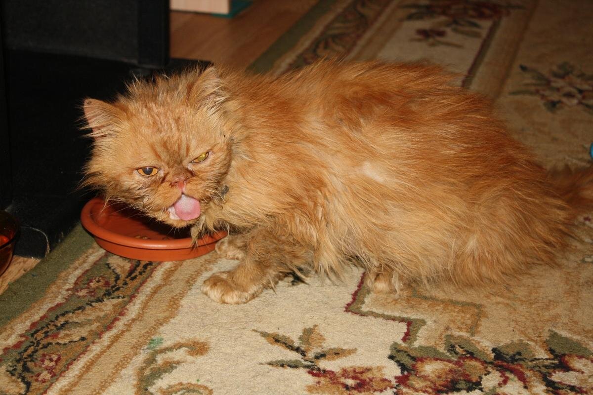 Таким Брюс был найден