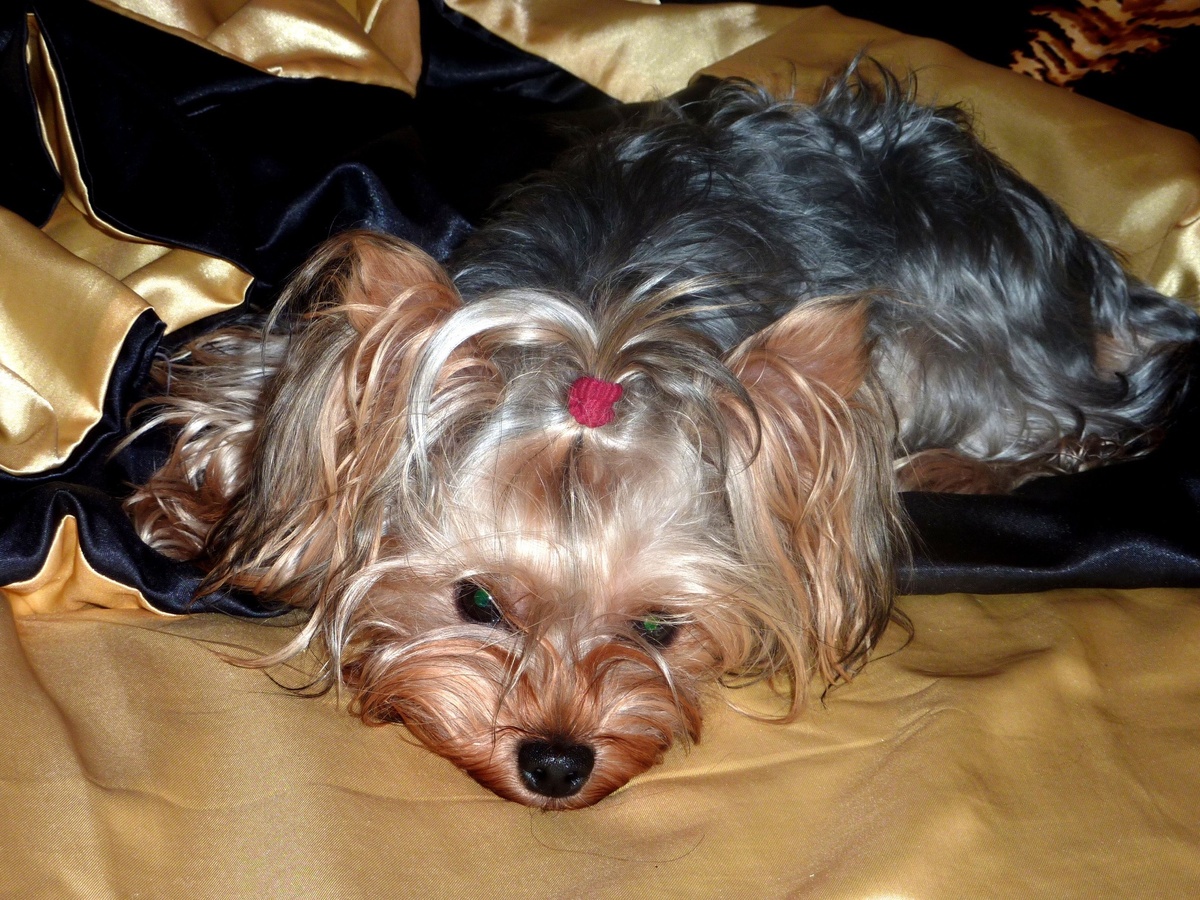 Из личного архива.Одна из собак.