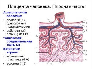 Что делали с плацентой после родов на Руси и что делают сегодня