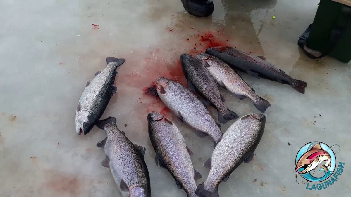 Платная рыбалка на юго-востоке Подмосковья — "Лагуна" в д. Еганово ...