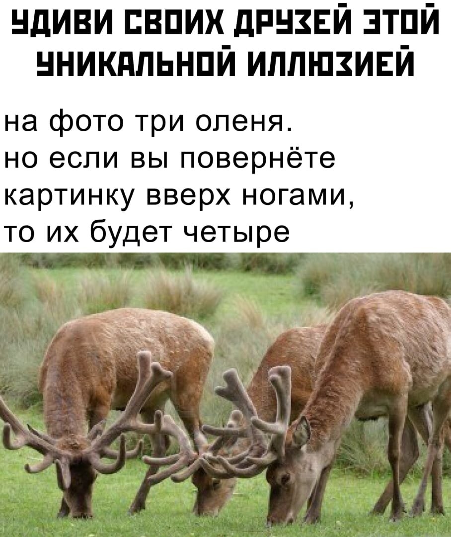 фото из интернета.