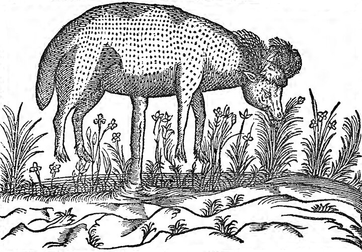 Клод Дюре. XVII  век. https://www.laphamsquarterly.org/roundtable/animal-vegetable-or-both?utm_sq=g66kbgr0a2