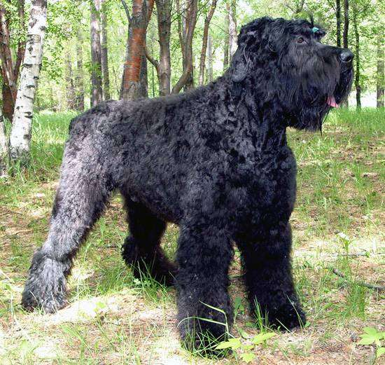 Черный терьер. Фото для иллюстрации с zooclub.ru