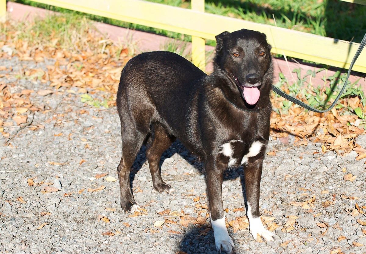 Яна в приюте Солнцево