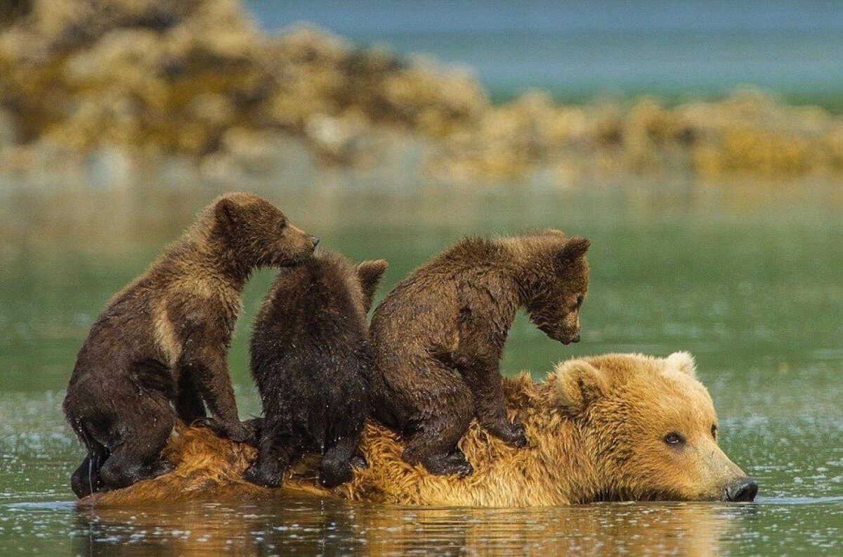 Медведица с медвежатами. Медведь с медвежонком. Природа и животные. Медведь купается.